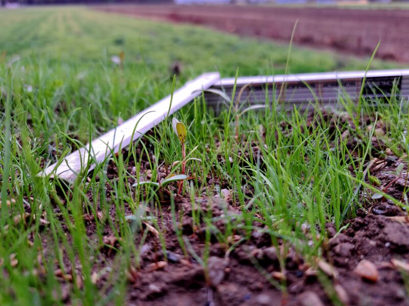Junge, wenige Zentimeter hohe Pflanzen einer Gräser-Kräuter-Mischung mit eingesätem Hafer bei einer frühen Bestandsaufnahme nach der Ansaat.