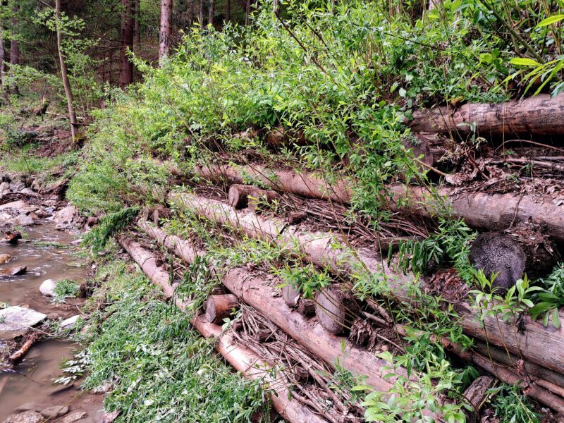 Gestapelte Rundhölzer als Holzkrainerwand mit Weidenfaschinen, austreibende Weidentriebe durchwurzeln die Böschung und stabilisieren das Bachufer.