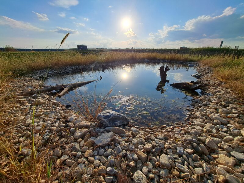 Kleiner, flacher Tümpel mit Steinumrandung und Totholz, in einer Wiese bei Sonne.