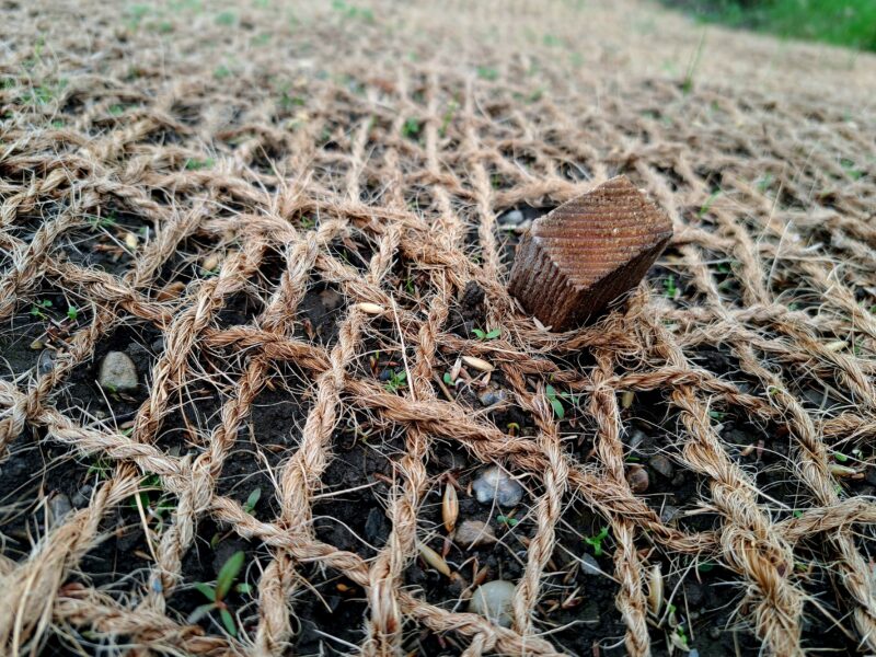 Grobmaschiges Kokosgewebe, mit Holznagel fixiert, darunter frisch keimende Pflanzen auf dunklem Boden.