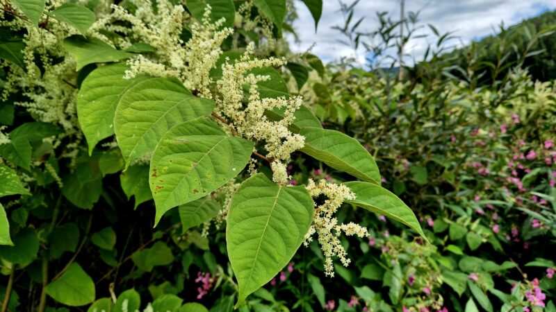Japanischer Staudenknöterich (Fallopia japonica) mit cremeweißen Rispenblüten neben rosa blühendem Drüsigem Springkraut (Impatiens glandulifera).