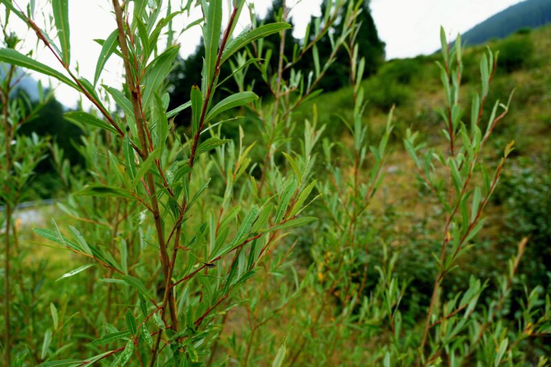 Nahaufnahme junger Triebe der Purpurweide (Salix purpurea) mit schlanken, lanzettlichen Blättern.