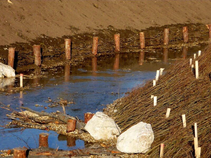 Uferabschnitt mit vertikal gestapelten Faschinenbündeln, quer ins Wasser ragendem Baumstamm als Buhne und flächig verlegten Weidenruten.
