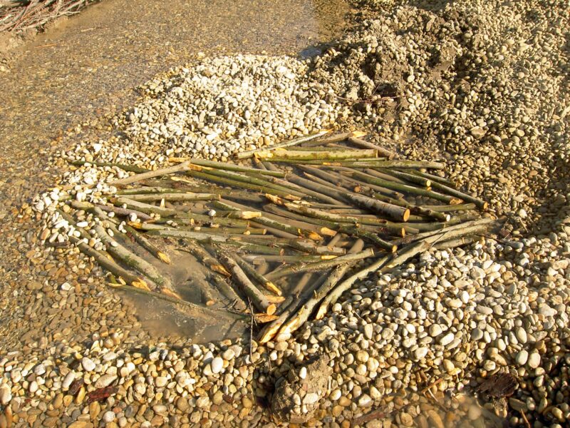 Zahlreiche frisch geschnittene und zugespitzte Weidensteckhölzer im Flachwasser zwischen Kies, zum Frischhalten eingelegt.